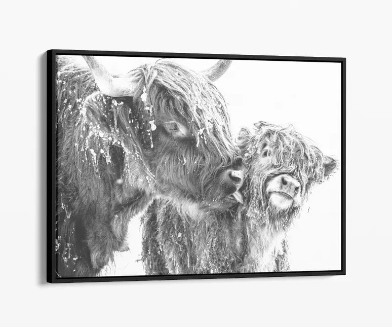ANIMAL ART HIGHLAND COWS
