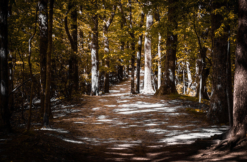 COSTAL & LANDSCAPE ART