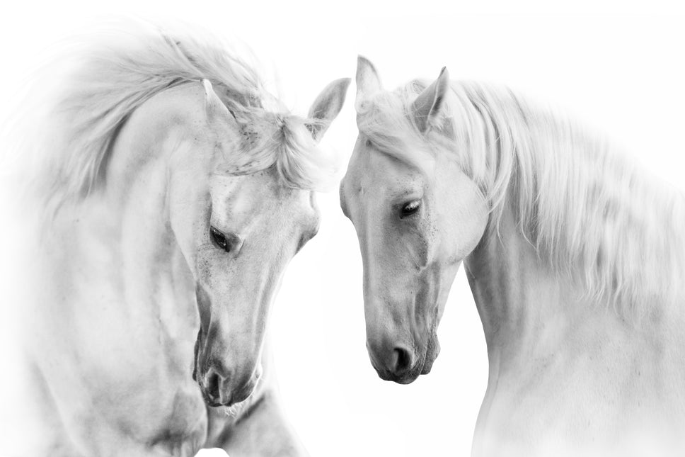 ANIMAL ART HORSES