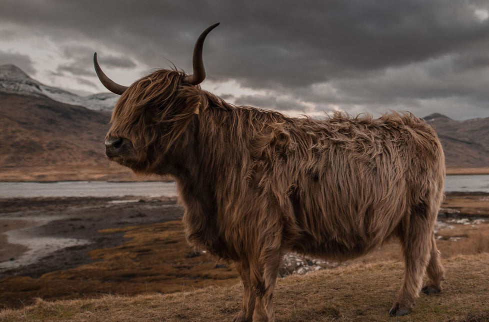 ANIMAL ART HIGHLAND COW