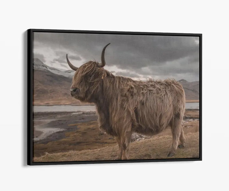 ANIMAL ART HIGHLAND COW