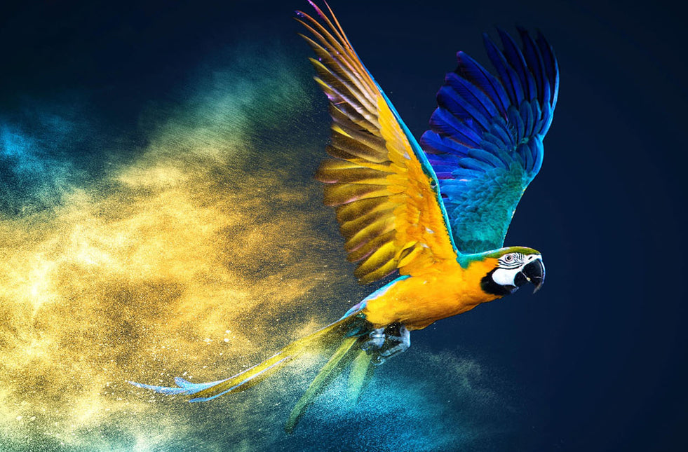 ANIMAL ART BIRD MACAW