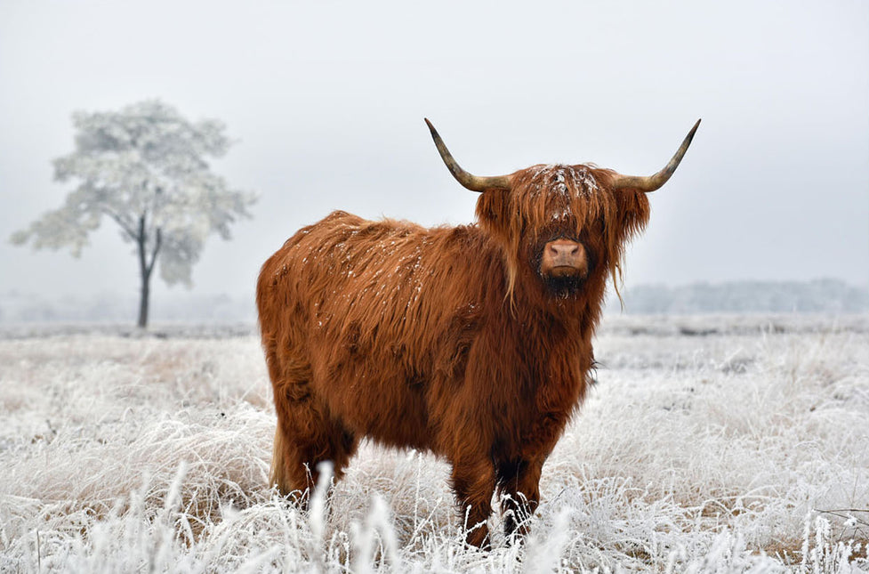 ANIMAL ART  HIGHLAND COW