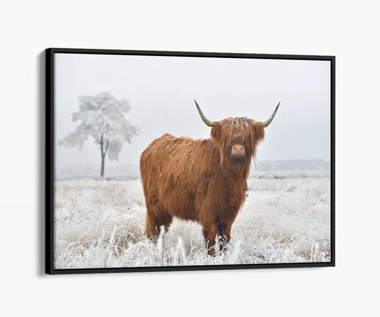 ANIMAL ART  HIGHLAND COW