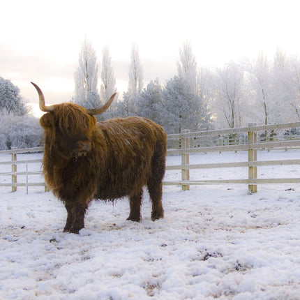 ANIMAL ART HIGHLAND COW