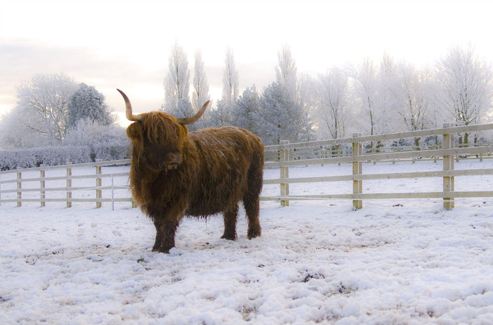 ANIMAL ART HIGHLAND COW