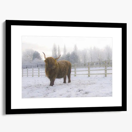 ANIMAL ART HIGHLAND COW