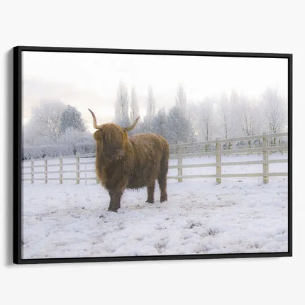 ANIMAL ART HIGHLAND COW