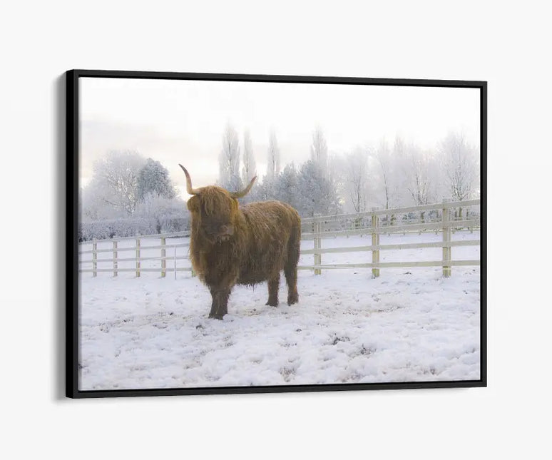 ANIMAL ART HIGHLAND COW