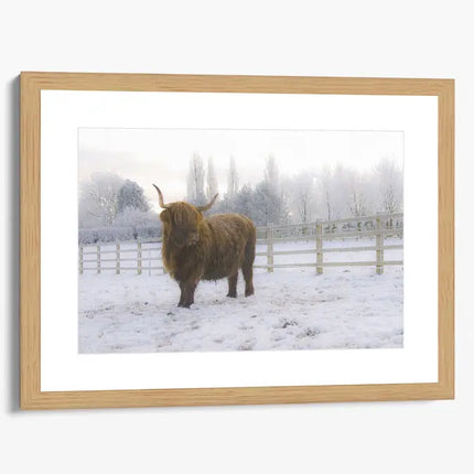 ANIMAL ART HIGHLAND COW