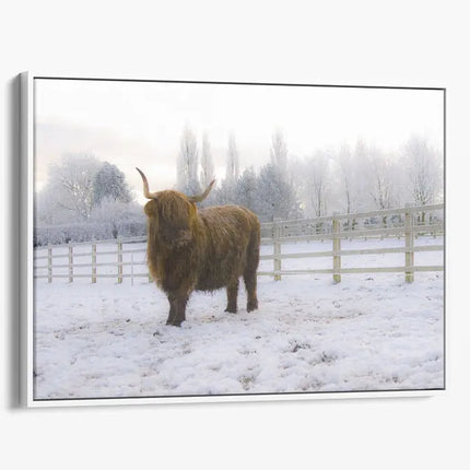 ANIMAL ART HIGHLAND COW