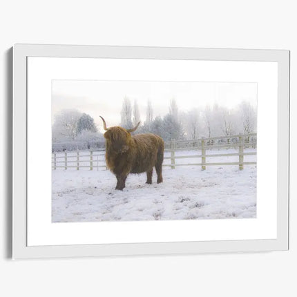 ANIMAL ART HIGHLAND COW