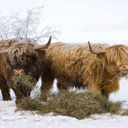 ANIMAL ART HIGHLAND COWS