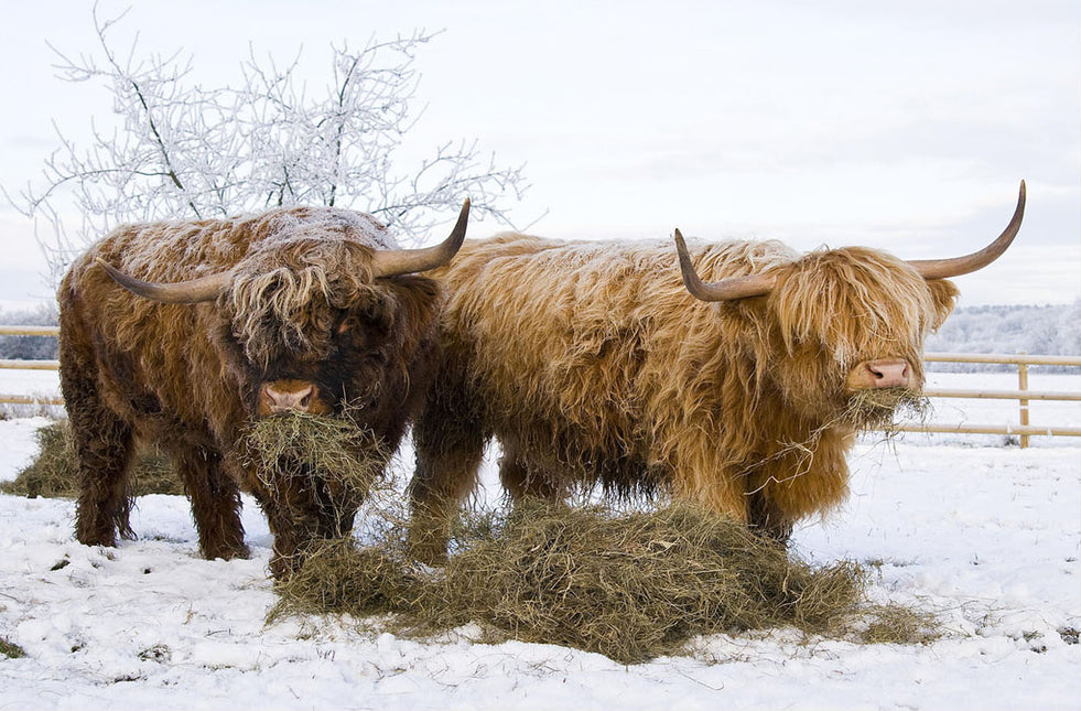 ANIMAL ART HIGHLAND COWS