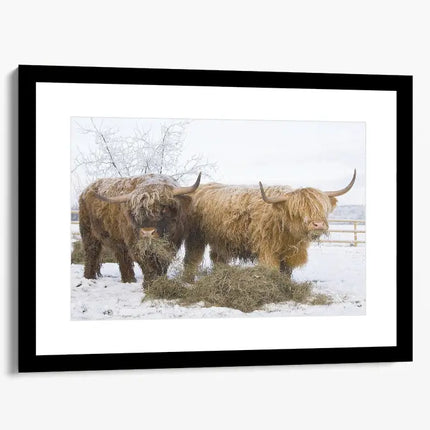 ANIMAL ART HIGHLAND COWS