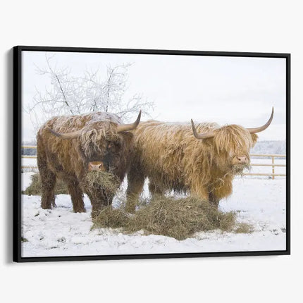 ANIMAL ART HIGHLAND COWS