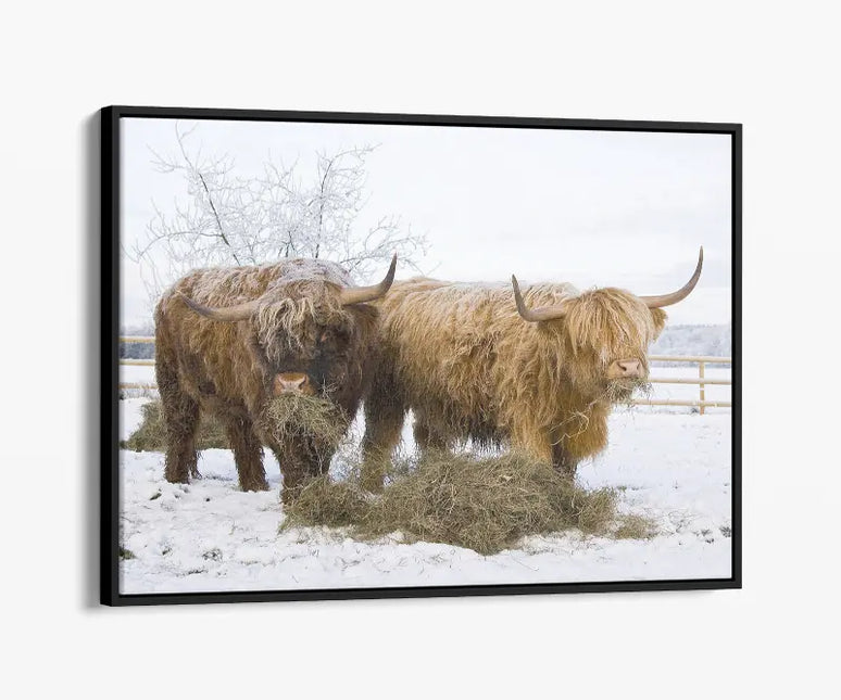 ANIMAL ART HIGHLAND COWS