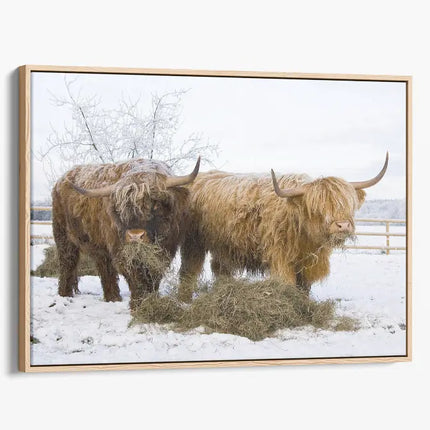 ANIMAL ART HIGHLAND COWS