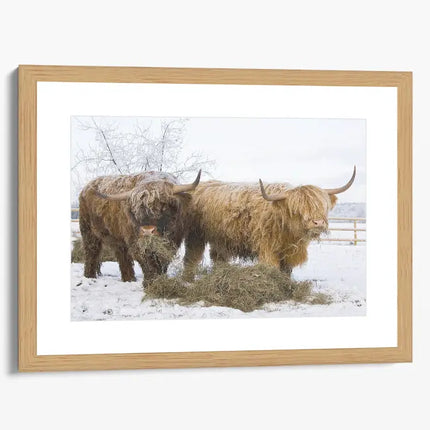 ANIMAL ART HIGHLAND COWS