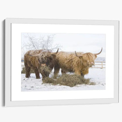 ANIMAL ART HIGHLAND COWS