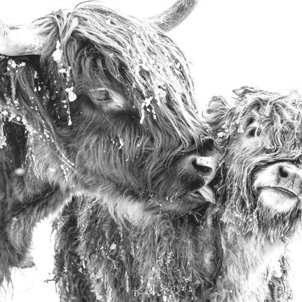 ANIMAL ART HIGHLAND COWS