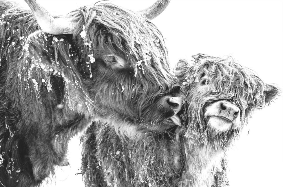 ANIMAL ART HIGHLAND COWS