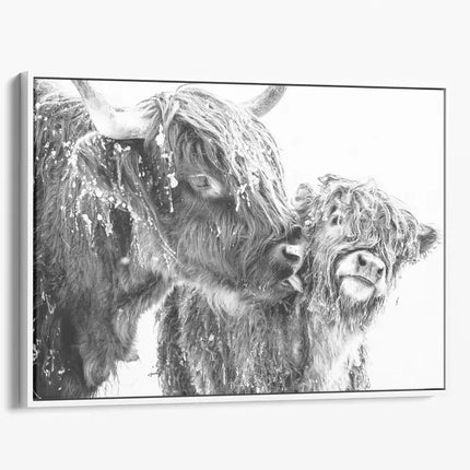 ANIMAL ART HIGHLAND COWS