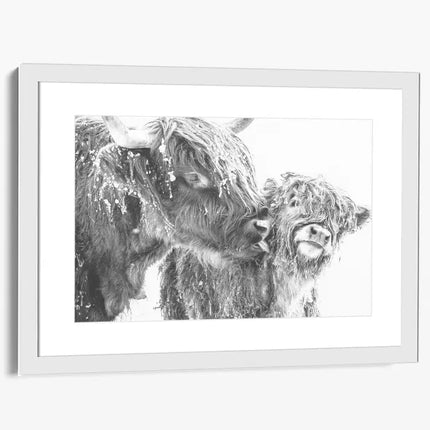 ANIMAL ART HIGHLAND COWS