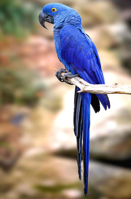 ANIMAL ART BIRD BLUE COCKATOO