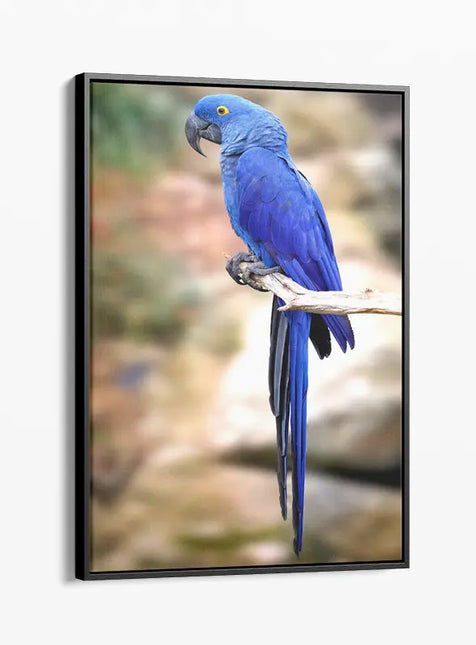 ANIMAL ART BIRD BLUE COCKATOO