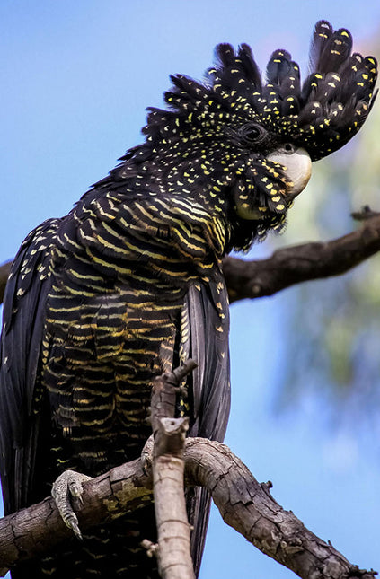 ANIMAL ART BIRD BLACK COCKATOO