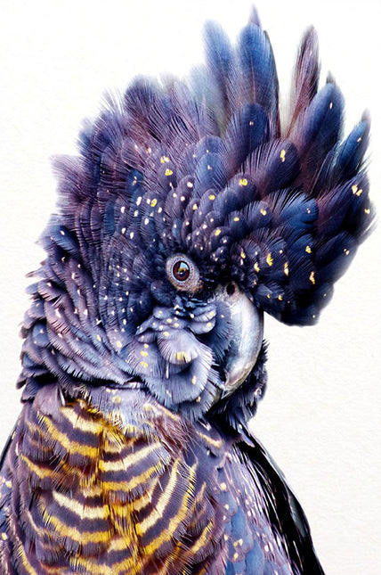 ANIMAL ART BIRD COCKATOO