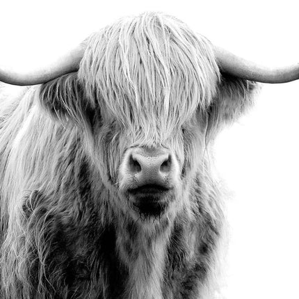 ANIMAL ART HIGHLAND COW