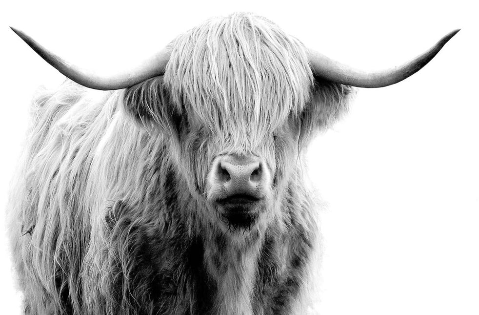 ANIMAL ART HIGHLAND COW