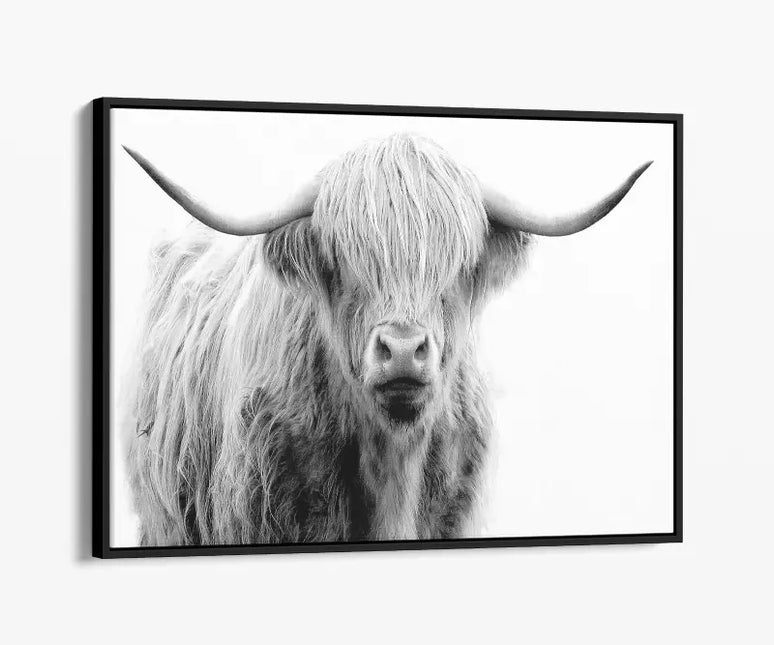 ANIMAL ART HIGHLAND COW