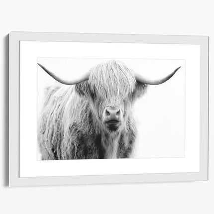 ANIMAL ART HIGHLAND COW