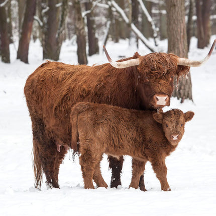 ANIMAL ART HIGHLAND COWS