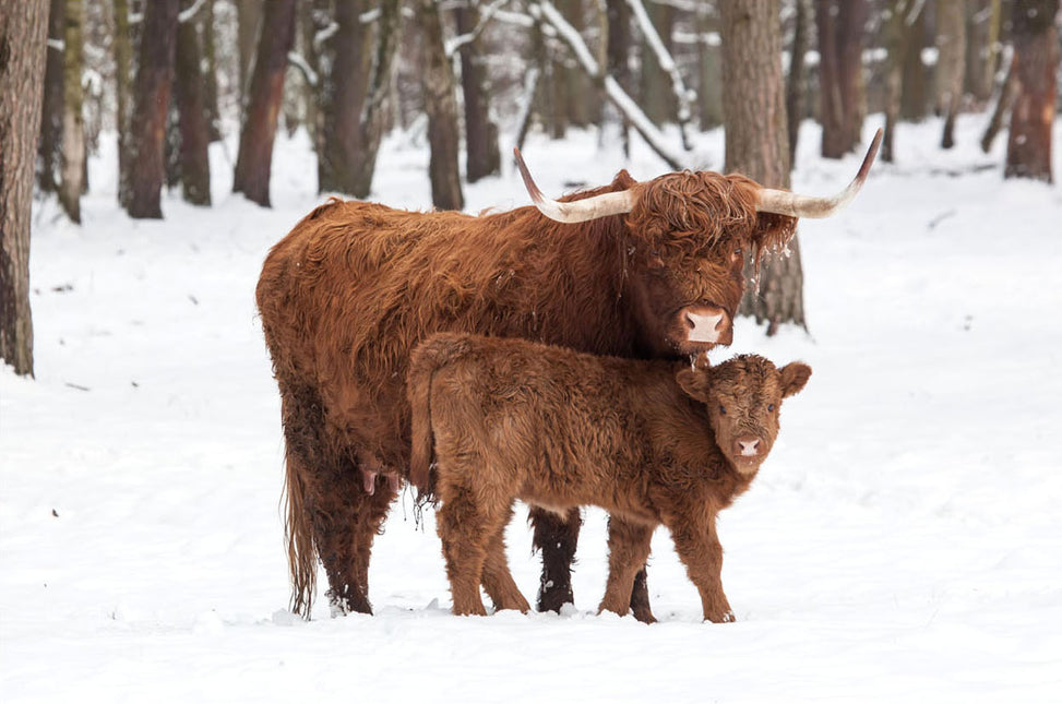 ANIMAL ART HIGHLAND COWS