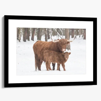 ANIMAL ART HIGHLAND COWS