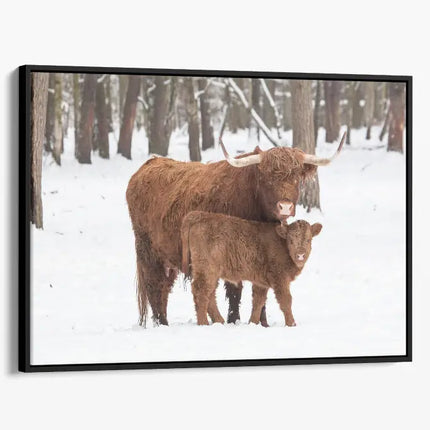 ANIMAL ART HIGHLAND COWS