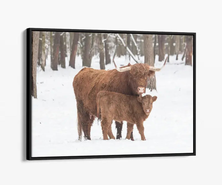 ANIMAL ART HIGHLAND COWS