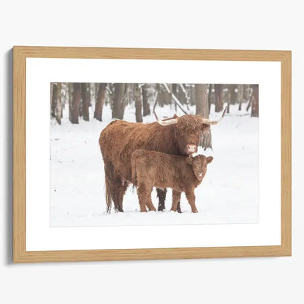 ANIMAL ART HIGHLAND COWS