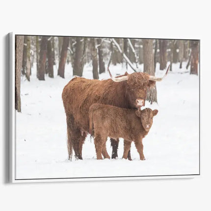 ANIMAL ART HIGHLAND COWS