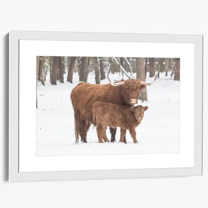 ANIMAL ART HIGHLAND COWS