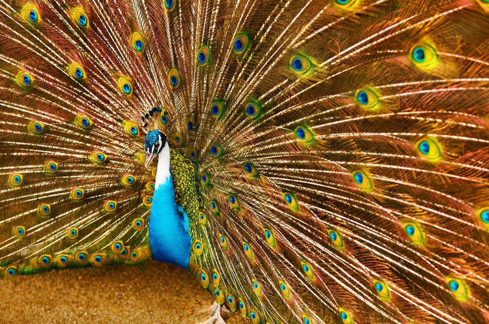 ANIMAL ART PEACOCK