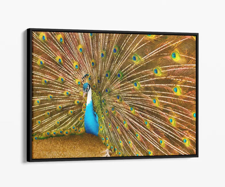 ANIMAL ART PEACOCK