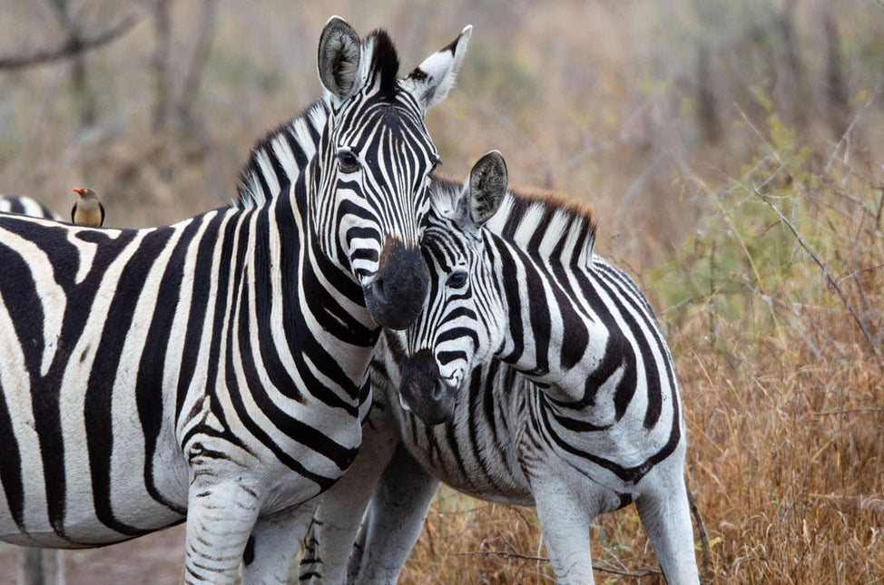 ANIMAL ART ZEBRA