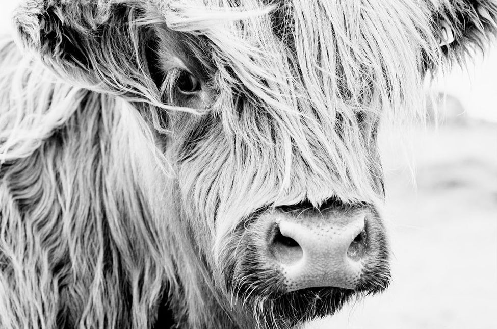 ANIMAL ART HIGHLAND COW