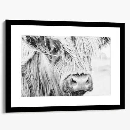 ANIMAL ART HIGHLAND COW