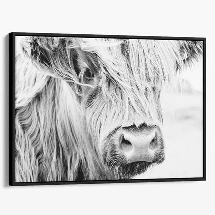 ANIMAL ART HIGHLAND COW